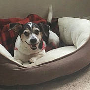 Charlie is registered to the contest to win money with this photo: dog, pet_bed, blanket, smiling_dog, indoor, cozy, small_dog, fur, animal, canine, resting, carpet, red, white, black, ears, tail, collar, comfortable, cute