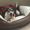dog, pet_bed, blanket, smiling_dog, indoor, cozy, small_dog, fur, animal, canine, resting, carpet, red, white, black, ears, tail, collar, comfortable, cute