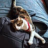Iris participe au concours pour gagner de l'argent avec cette photo : cat, backpack, bed, jeans, collar, indoor, pet, feline, resting, stretching, fabric, multicolored, black, grey, white, tabby, paws, relaxed, human, legs