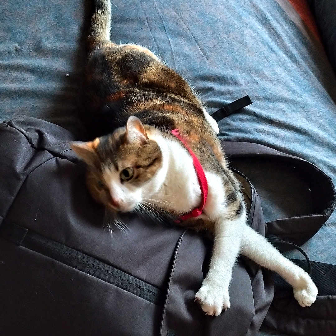 Iris participe au concours pour gagner de l'argent avec cette photo : cat, backpack, bed, jeans, collar, indoor, pet, feline, resting, stretching, fabric, multicolored, black, grey, white, tabby, paws, relaxed, human, legs