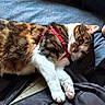 cat, tabby, feline, pet, animal, fur, whiskers, pink_harness, paws, relaxed, indoor, closeup, cute, sleepy, resting, soft, blue_background, domestic_animal, mammal, companion