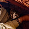 Iris a rejoint le concours — aidez-le/la à gagner de superbes lots ! animal, arm, blanket, bracelet, cat, closeup, comfort, cozy, fabric, face, fur, hand, human, indoor, patterned, pet, resting, tattoo, warm, whiskers
