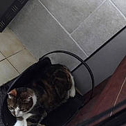 Iris participe au concours pour gagner de l'argent avec cette photo : animal, basket, black_basket, brown_leather_couch, calico, candid, cat, cozy, domestic_cat, floor, furniture, home, indoor, pet, relaxed, resting, stretching, tile_floor, tile_wall, wall