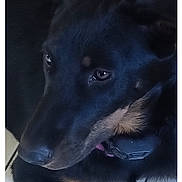 Volte a rejoint le concours — aidez-le/la à gagner de superbes lots ! dog, black_dog, lying_down, floor, tile_floor, wooden_cabinet, pet, collar, indoors, animal, canine, resting, fur, ears, eyes, nose, paw, side_view, calm, domestic