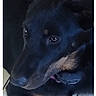 dog, black_dog, lying_down, floor, tile_floor, wooden_cabinet, pet, collar, indoors, animal, canine, resting, fur, ears, eyes, nose, paw, side_view, calm, domestic