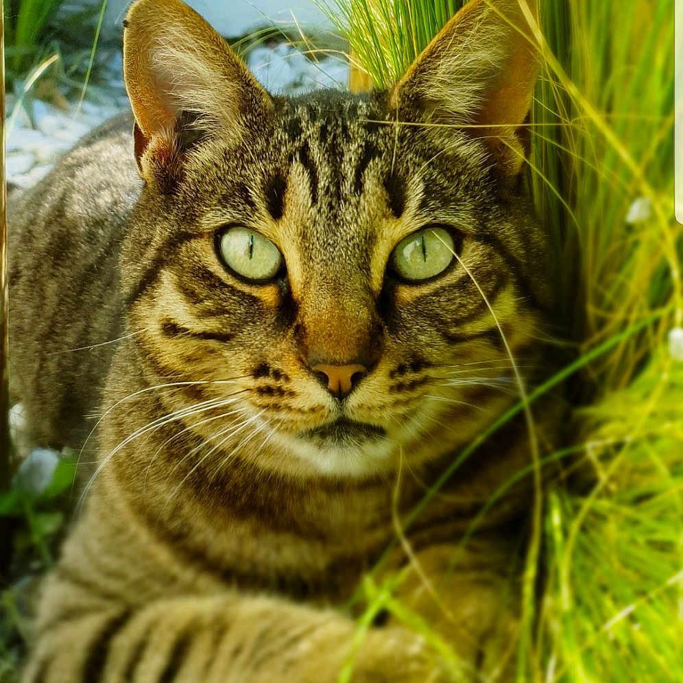 Mila a rejoint le concours — aidez-le/la à gagner de superbes lots ! asian, bengal, california_spangled, carnivore, cat, domestic_short_haired_cat, dragon_li, european_shorthair, felidae, grass, mammal, ocicat, rusty_spotted_cat, small_to_medium_sized_cats, snout, tabby_cat, toyger, vertebrate, whiskers, wild_cat