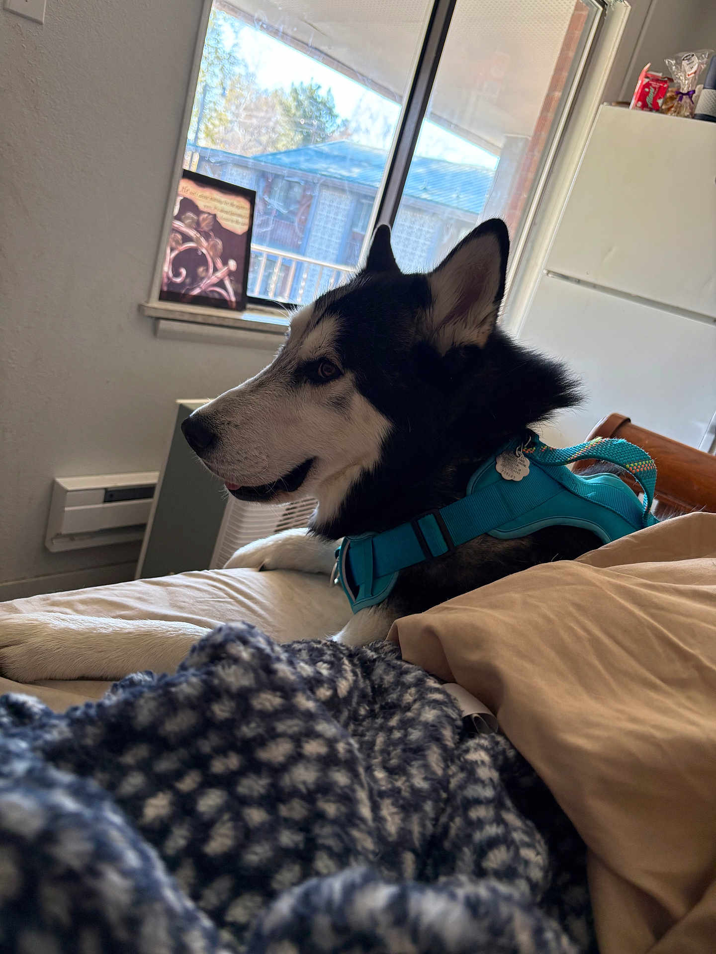 Demon Sky joined the competition — help win amazing prizes! dog, husky, pet, indoor, bed, blanket, pillow, window, harness, furniture, relaxed, fur, domestic, animal, resting, cozy, side_view, natural_light, home, interior