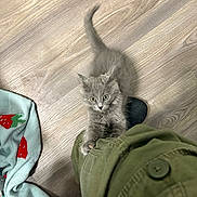 Phoenix joined the competition — help win amazing prizes! kitten, gray_cat, floor, wooden_floor, clothing, pant_leg, curious, pet, animal, playful, indoor, blanket, food_bowl, cozy, feline, small, cute, clinging, person, domestic_animal