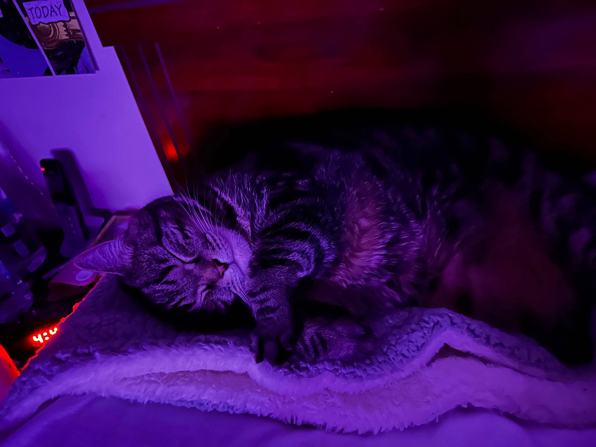 Squirt is registered to the contest to win money with this photo: bed, bed_sheet, bedding, carnivore, cat, cloud, comfort, domestic_short_haired_cat, electric_blue, felidae, fur, linens, magenta, pink, purple, small_to_medium_sized_cats, snout, tail, violet, whiskers