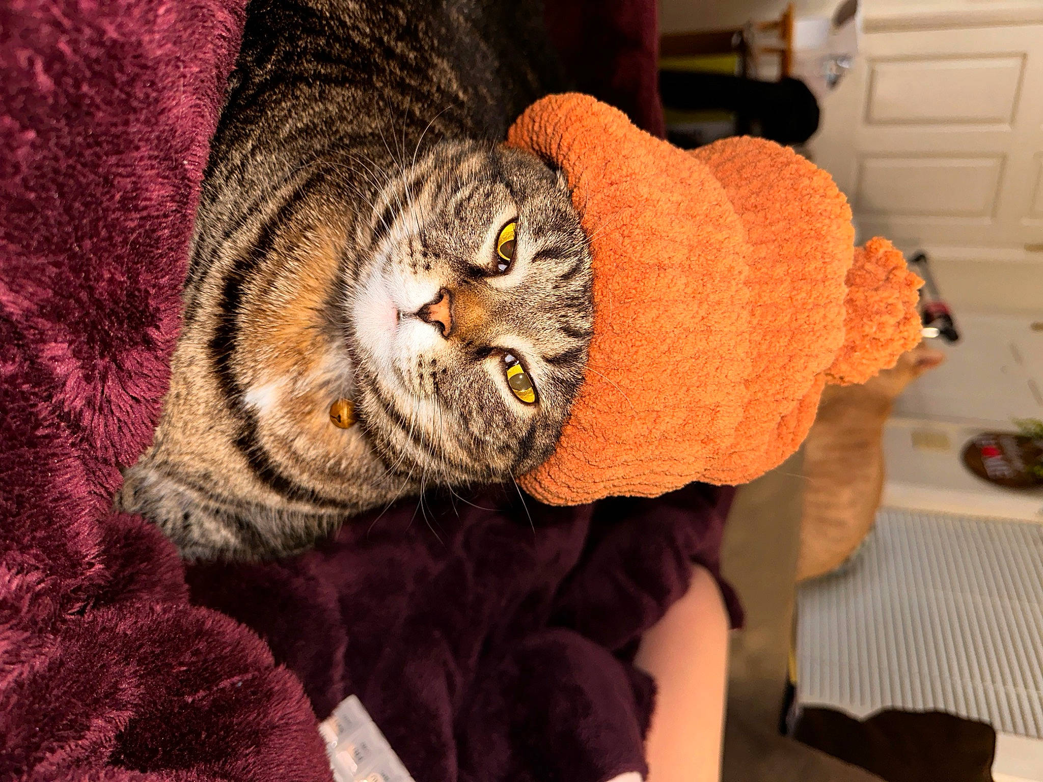 Squirt is registered to the contest to win money with this photo: big_cats, cap, carnivore, cat, comfort, domestic_short_haired_cat, door, felidae, fur, glasses, hat, magenta, orange, pattern, small_to_medium_sized_cats, snout, sunglasses, thread, whiskers