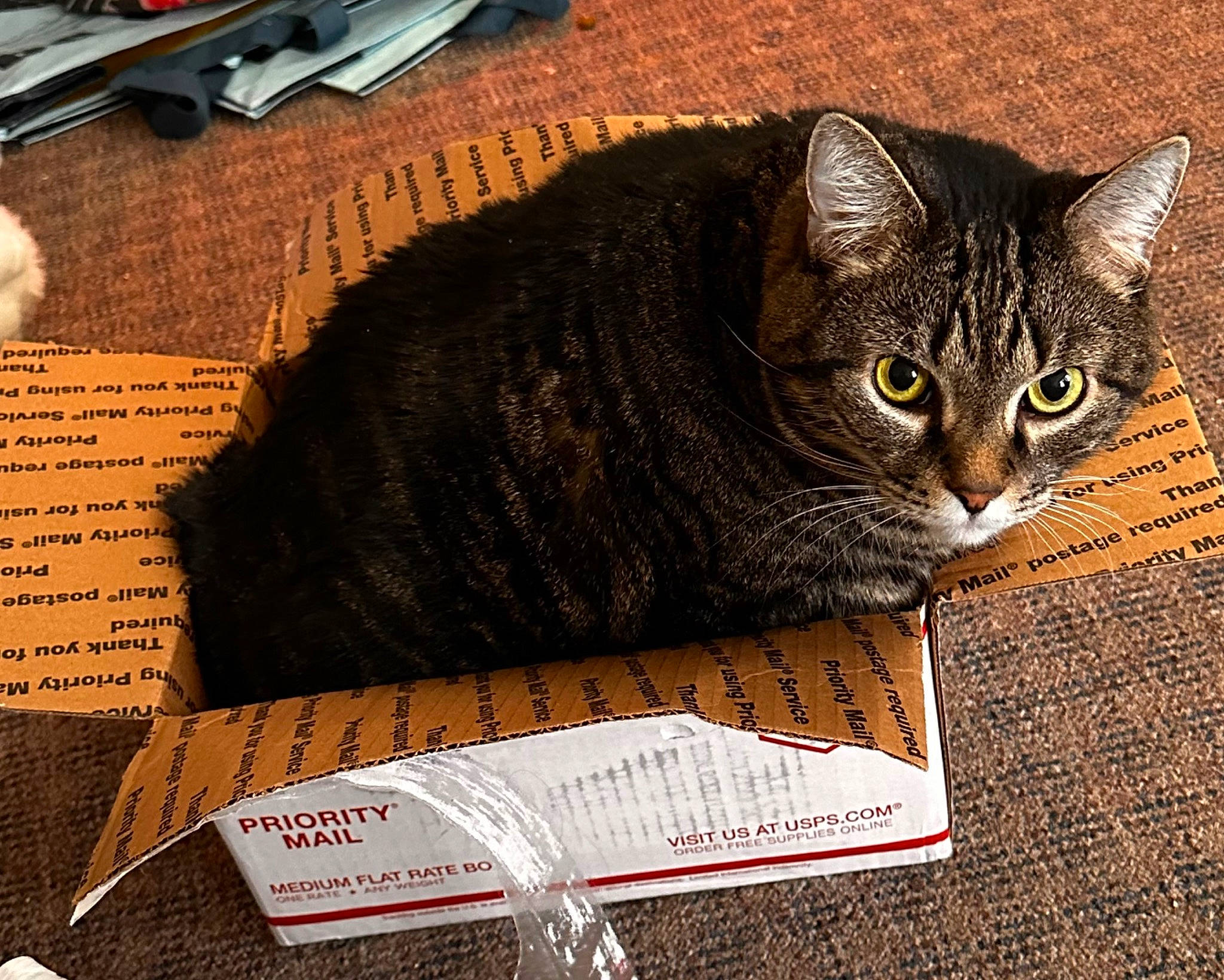 Squirt joined the competition — help win amazing prizes! box, carnivore, cat, computer_keyboard, domestic_short_haired_cat, felidae, font, fur, input_device, office_supplies, paper_product, pen, photo_caption, publication, small_to_medium_sized_cats, snout, tail, tool, tree, whiskers