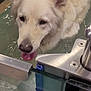 dog, white_dog, water, pool, wet, tongue_out, ears_up, pet, canine, fur, metal, glass, reflection, indoor, closeup, animal, head, face, snout, happy