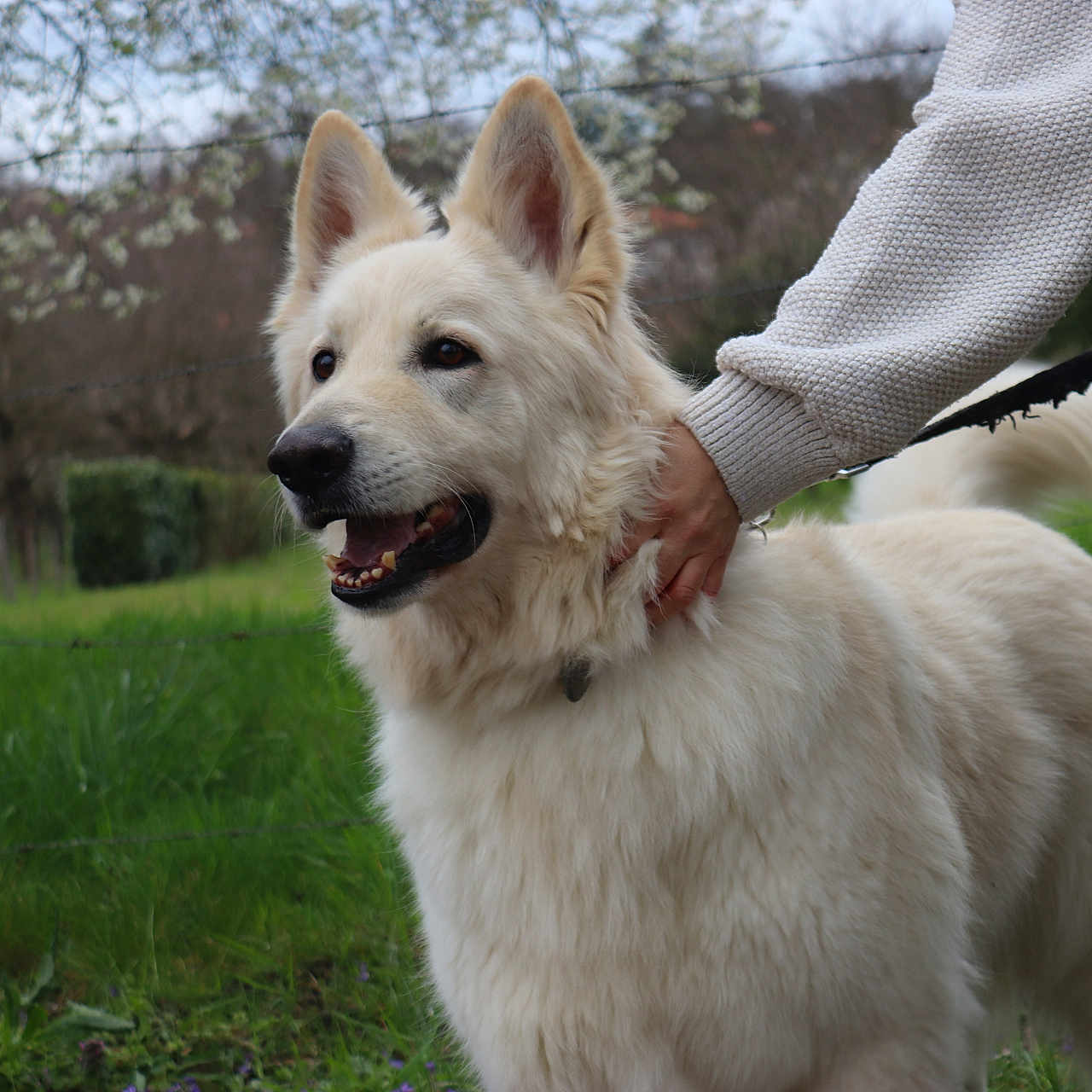 Oslo participe au concours pour gagner de l'argent avec cette photo : animal, canine, closeup, dog, fence, field, fluffy, grass, hand, happy, leash, nature, outdoor, person, petting, portrait, spring, tree, walking, white_dog