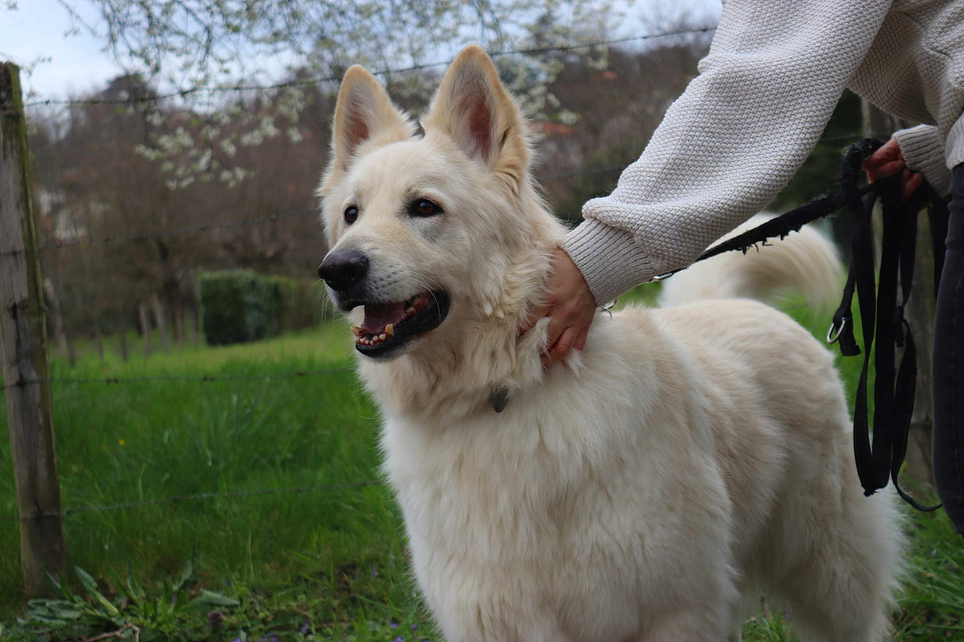 Oslo participe au concours pour gagner de l'argent avec cette photo : dog, white_dog, fluffy, outdoor, grass, person, leash, petting, fence, tree, spring, nature, animal, canine, happy, portrait, closeup, field, walking, hand