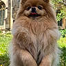Fendy participe au concours pour gagner de l'argent avec cette photo : animal, architecture, cute, daytime, dog, fluffy, fur, garden, grass, greenery, historic_building, mammal, outdoor, pet, pomeranian, portrait, small_dog, standing, sunlight, tongue_out