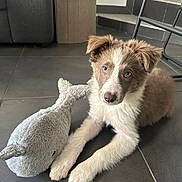 Maki a rejoint le concours — aidez-le/la à gagner de superbes lots ! blue_eyes, border_collie, brown_and_white_fur, companion_animal, cute, dog, floor_tiles, home_interior, indoor, looking_at_camera, narwhal_toy, paws, pet, playful, plush_toy, portrait, puppy, sofa, stairs, tile_floor