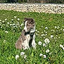 Maki participe au concours pour gagner de l'argent avec cette photo : dog, puppy, grass, wildflowers, white_flowers, harness, outdoor, meadow, spring, green_grass, stone_wall, trees, sunlight, sunny, pet, fur, sitting, portrait, blue_eyes, nature