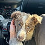 animal_portrait, blue_eyes, car_interior, close_up, console, cute, dashboard, dog, fur, gear_shift, hand, lap, passenger_seat, phone_mount, plastic_wrap, puppy, seat, sunlight, sweater, travel
