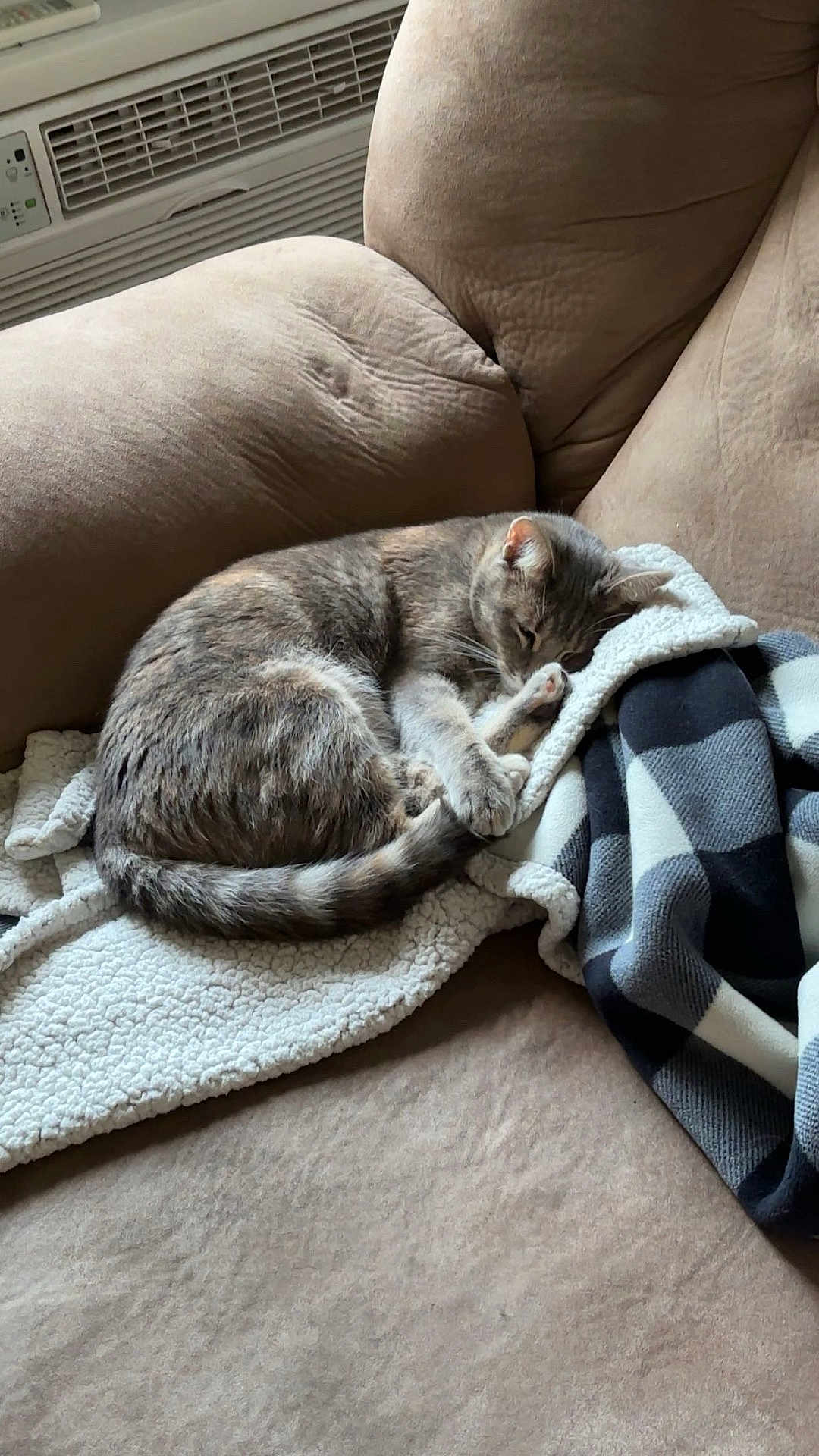 Stormy joined the competition — help win amazing prizes! cat, tabby_cat, sleeping, couch, blanket, throw, indoor, cozy, furniture, pet, fur, resting, curled_up, domestic_cat, soft_texture, relaxation, animal, home, nap, comfort