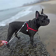 Mira is registered to the contest to win money with this photo: animal, beach, black_dog, canine, daytime, dog, french_bulldog, harness, human_hand, leash, outdoor, pet, rock, sand, sea, shore, sky, walking, water, waves