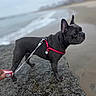 animal, beach, black_dog, canine, daytime, dog, french_bulldog, harness, human_hand, leash, outdoor, pet, rock, sand, sea, shore, sky, walking, water, waves