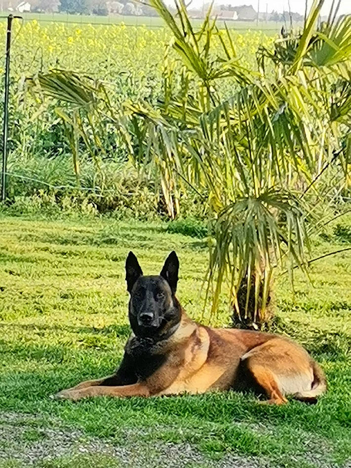 Narco a rejoint le concours — aidez-le/la à gagner de superbes lots ! agriculture, carnivore, companion_dog, dog, dog_breed, fawn, field, grass, grassland, herding_dog, pasture, plant, prairie, sky, sporting_group, tail, terrestrial_animal, terrestrial_plant, tree, working_animal