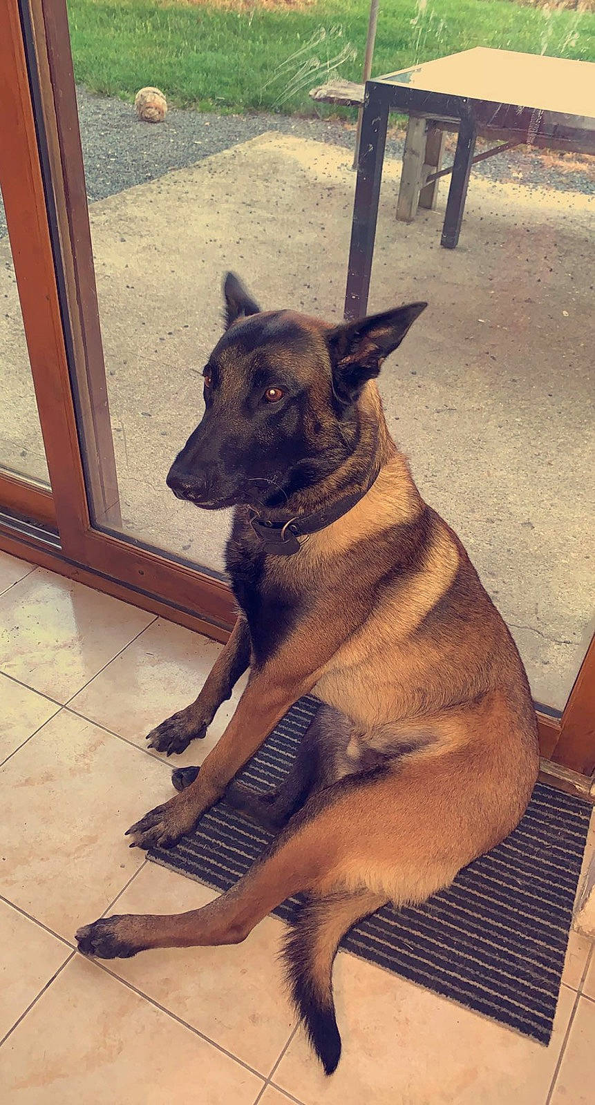 Narco a rejoint le concours — aidez-le/la à gagner de superbes lots ! canidae, carnivore, collar, companion_dog, dog, dog_breed, dog_collar, fawn, flooring, fur, german_shepherd_dog, giant_dog_breed, guard_dog, snout, sporting_group, tail, terrestrial_animal, wood, working_animal, working_dog