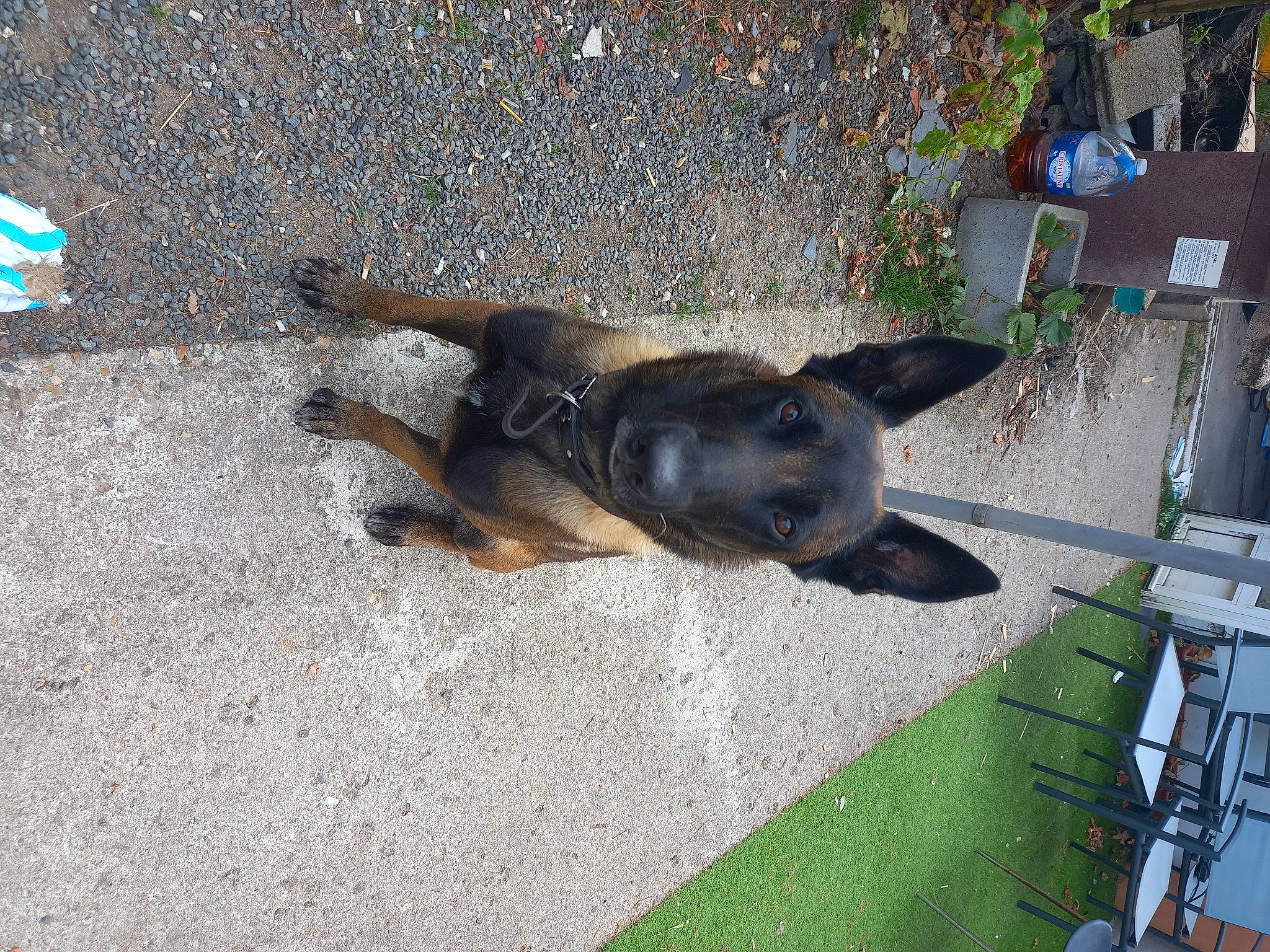 Narco participe au concours pour gagner de l'argent avec cette photo : art, asphalt, carnivore, concrete, dog, dog_breed, grass, plant, road_surface, shadow, sporting_group, tar, terrestrial_animal, working_animal