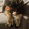 Arkan participe au concours pour gagner de l'argent avec cette photo : puppy, dog, brindle, pet, bandana, blanket, cozy, indoor, cute, animal, fur, portrait, relaxed, looking_away, closeup, paw, snout, ears, soft_texture, warm_lighting