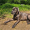 dog, brindle, outdoor, sunny, dirt_path, greenery, grass, trees, sky, clouds, nature, canine, pet, relaxed, lying_down, daylight, summer, peaceful, animal, mammal