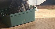Arkan a rejoint le concours — aidez-le/la à gagner de superbes lots ! puppy, dog, brindle, blue_eyes, container, plastic_box, wooden_floor, couch, indoor, sunlight, shadow, pet, young_dog, curious, sitting, animal, home, cozy, hand, furniture