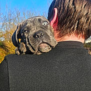 Arkan a rejoint le concours — aidez-le/la à gagner de superbes lots ! puppy, dog, person, black_shirt, outdoor, sky, blue_sky, trees, shoulder, pet, animal, cute, young_dog, grass, daylight, nature, portrait, head, looking, back_view