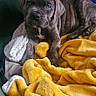 Arkan participe au concours pour gagner de l'argent avec cette photo : puppy, dog, dog_bed, blanket, yellow_blanket, white_blanket, plush_toy, blue_toy, brindle, pet, indoor, cozy, cute, sleeping_area, resting, animal, young_dog, soft_texture, comfort, relaxed