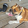 Polly a rejoint le concours — aidez-le/la à gagner de superbes lots ! bulldog, dog, pet, animal, tongue_out, wooden_deck, slipper, sunlight, outdoor, relaxing, summer, collar, paw, brown_and_white, canine, daylight, resting, porch, closeup, domestic_animal