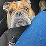 Polly participe au concours pour gagner de l'argent avec cette photo : bulldog, dog, puppy, pet, car, car_interior, blue_jeans, floor, bottle, looking_up, cute, animal, domestic_animal, sitting, close_up, expression, whiskers, ears, snout, fur