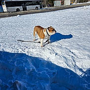 Polly a rejoint le concours — aidez-le/la à gagner de superbes lots ! bulldog, dog, snow, winter, shadow, bus, road, buildings, trees, sky, outdoor, sunny, leash, animal, pet, cold, nature, daytime, urban, landscape