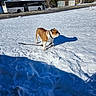 bulldog, dog, snow, winter, shadow, bus, road, buildings, trees, sky, outdoor, sunny, leash, animal, pet, cold, nature, daytime, urban, landscape