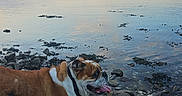 Polly a rejoint le concours — aidez-le/la à gagner de superbes lots ! bulldog, dog, rocks, water, shoreline, sky, clouds, sunset, panting, tongue_out, outdoor, nature, calm, evening, animal, pet, landscape, reflection, peaceful, walking