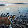 bulldog, dog, rocks, water, shoreline, sky, clouds, sunset, panting, tongue_out, outdoor, nature, calm, evening, animal, pet, landscape, reflection, peaceful, walking