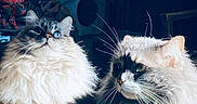 Dune participe au concours pour gagner de l'argent avec cette photo : cat, cats, kitten, fluffy, long_hair, white_fur, gray_fur, black_and_white, blue_eyes, green_eyes, whiskers, pointed_ears, close_up, portrait, indoor, pet, animal, feline, cozy, pet_bed
