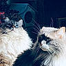 cat, cats, kitten, fluffy, long_hair, white_fur, gray_fur, black_and_white, blue_eyes, green_eyes, whiskers, pointed_ears, close_up, portrait, indoor, pet, animal, feline, cozy, pet_bed