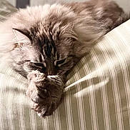 Dune participe au concours pour gagner de l'argent avec cette photo : cat, fluffy, long_hair, sleeping, resting, cushion, striped_fabric, indoor, cozy, pet, feline, whiskers, ears, paws, fur, relaxed, close_up, portrait, warm_lighting, home
