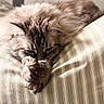 cat, fluffy, long_hair, sleeping, resting, cushion, striped_fabric, indoor, cozy, pet, feline, whiskers, ears, paws, fur, relaxed, close_up, portrait, warm_lighting, home