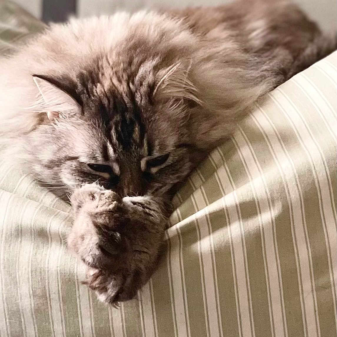 Dune participe au concours pour gagner de l'argent avec cette photo : cat, fluffy, long_hair, sleeping, relaxed, pet, animal, whiskers, ears, paws, fur, indoors, cushion, striped, furniture, cozy, resting, close_up, portrait, funny