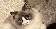 Josie is registered to the contest to win money with this photo: cat, fluffy, long_hair, blue_eyes, white_fur, gray_markings, relaxed, sitting, lounging, portrait, pet, animal, whiskers, ears, paws, tail, indoor, sofa, cushion, cozy