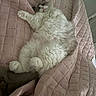 Josie joined the competition — help win amazing prizes! cat, fluffy_cat, white_cat, gray_cat, sleeping, relaxed, belly_up, paw, whiskers, pink_quilt, blanket, bed, indoor, cozy, cute, pet, fur, resting, nap, home