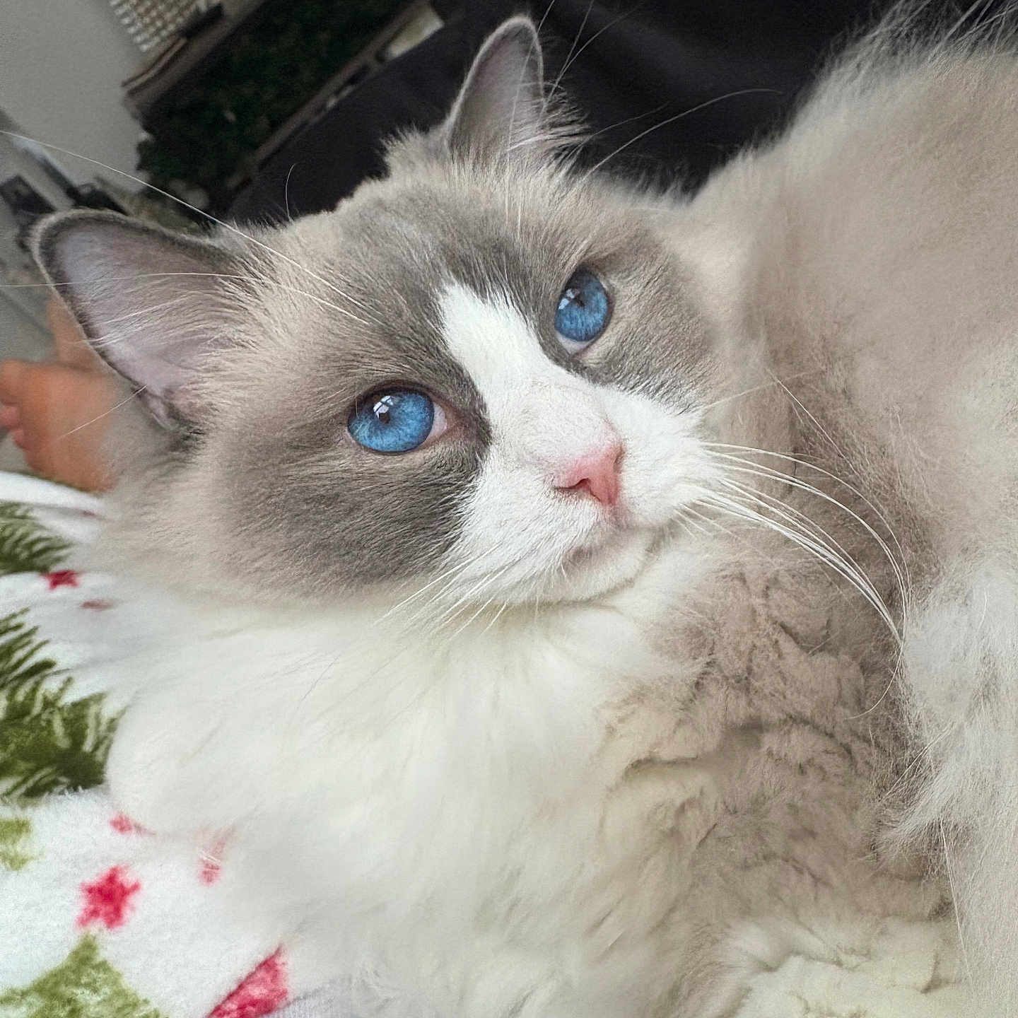Josie joined the competition — help win amazing prizes! cat, fluffy, long_hair, blue_eyes, white_fur, gray_fur, pet, animal, portrait, close_up, whiskers, ears, pink_nose, indoor, cozy, blanket, relaxed, lying_down, cute, photography