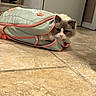 Josie joined the competition — help win amazing prizes! cat, fluffy_cat, blue_eyes, pet, animal, suitcase, luggage, open_suitcase, hiding, indoors, kitchen, refrigerator, tiled_floor, floor, gray_and_white, long_hair, whiskers, ears, portrait, travel