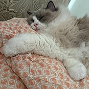 Josie is registered to the contest to win money with this photo: cat, sleeping, fluffy, long_hair, white_fur, gray_fur, pink_nose, whiskers, paws, animal, pet, relaxed, cozy, blanket, bed, indoors, close_up, portrait, resting, cute