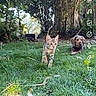 cat, kitten, dog, dachshund, grass, outdoor, garden, foliage, tree, nature, animal, pet, playful, greenery, sunlight, social_media, screenshot, interface, music, story
